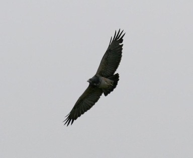 Black-chested Buzzard-Eagle (photo by Mark)