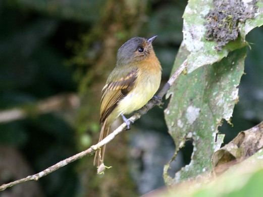 Rufous-breasted Flycatcher (photo by Mark)