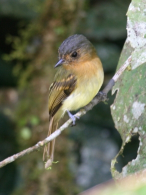 Rufous-breasted Flycatcher (photo by Mark)