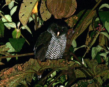 San Isidro Mystery Owl (photo by Mark)