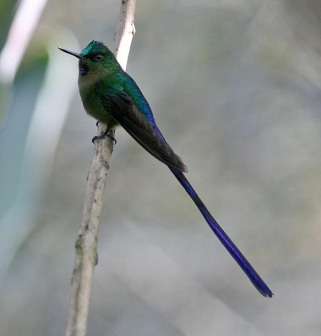Violet-tailed Sylph (photo by Mark)